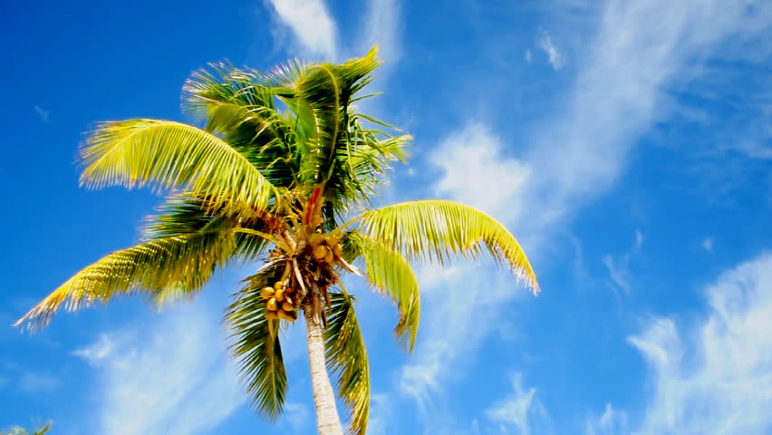 Palm trees on a tropical island.