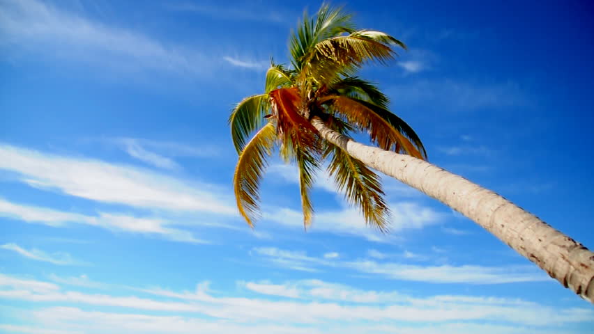 Palm trees on a tropical island.