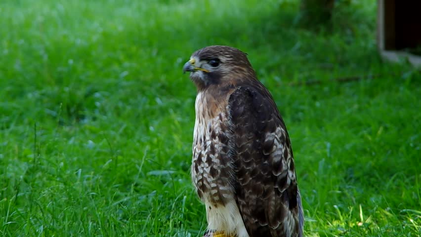 Carolina raptor center Stock Video Footage - 4K and HD Video Clips ...