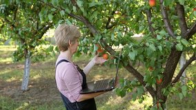 Agricultural expert inspecting quality of apricot, using laptop