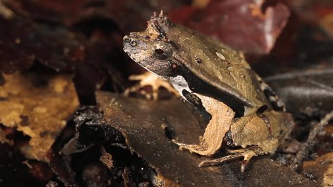 Perez's Snouted Frog (Edalorhina perezi) on the rainforest floor, Ecuador.
