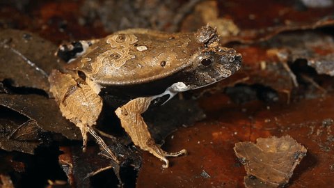 Perez's Snouted Frog (Edalorhina perezi) on the rainforest floor, Ecuador.