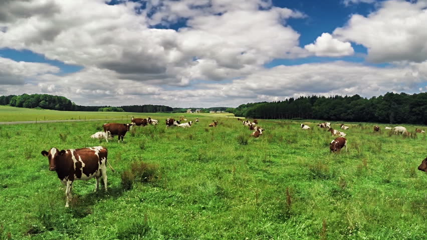 Flying over green field with grazing cows. Agricultural background, Full HD, 1080p Royalty-Free Stock Footage #6727459