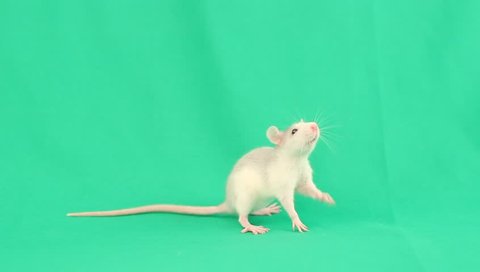funny little rat and a slice of carrot on the green screen 