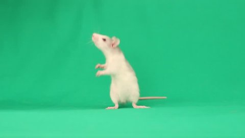 funny rat walks on a green screen