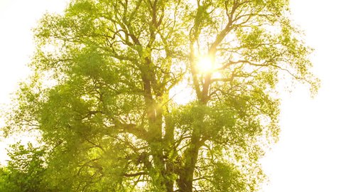 Beautiful Sunbeams through the tree. Countryside. HD 1080.