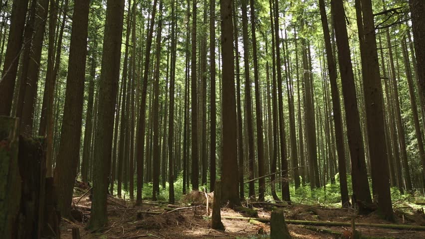 Pacific Northwest Forest dolly shot. A dolly shot in a lush, Pacific Northwest second growth temperate rainforest.