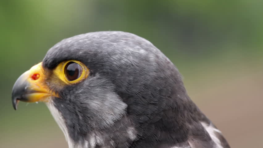 Peregrine falcon bird of prey, falco peregrinus, African sub species