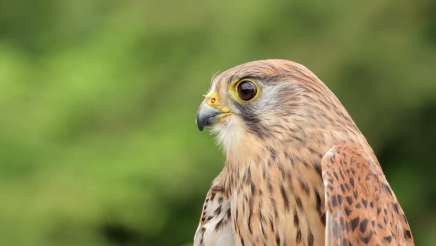 Eurasian kestrel bird of prey, falco tinnunculus