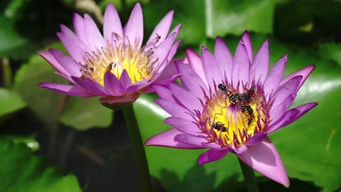 Bees collecting honey and violet lotus