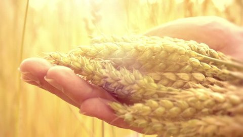 Man's hand touching wheat ears closeup. Hand of farmer touching wheat corn agriculture. Harvest concept. Harvesting. Slow motion video footage 240 fps. Full HD 1080p