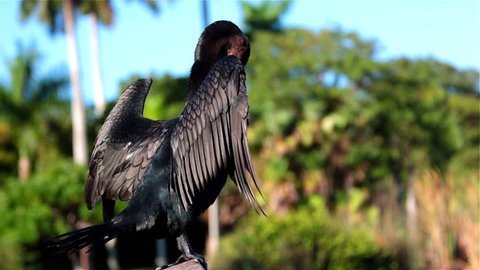 Anhinga (Anhinga anhinga) male drying its feathers - Everglades NP, Florida. 