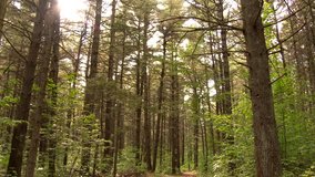 Montreal, Canada - June 2014 - 4K UHD - Pan right to left of pine and leaves forest with sun shinning through