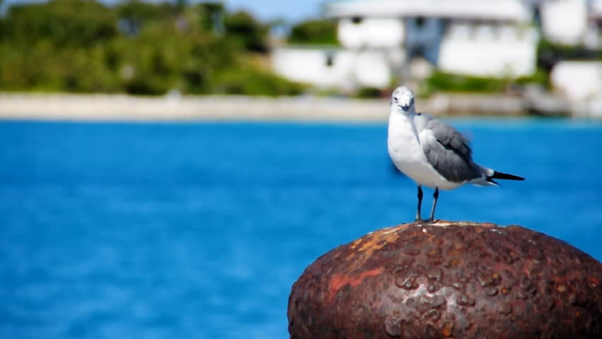 A bird suns itself on a pier.