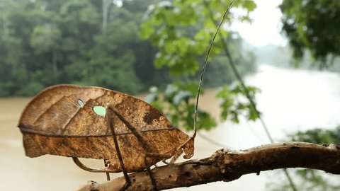 Leaf mimic katydid in the rainforest with the Rio Tiputini in the background, Ecuador.