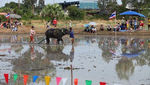 CHONBURI, THAILAND - JUN 29 : the unidentified men control their buffalo to the starter point for a racing sport on June 29, 2014 in Chonburi, Thailand.