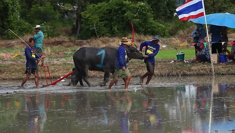 CHONBURI, THAILAND - JUN 29 : the unidentified men control their buffalo to the starter point for a racing sport on June 29, 2014 in Chonburi, Thailand.