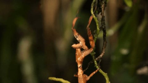 Dead leaf mantis (Acanthops falcatoria) in the rainforest understory, Ecuador.