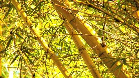 Bamboo trees from environmental rainforests in close-up