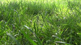 Grass Field - Sunny & Windy - 02 - Loop - Grass field at fall, summer or spring morning, day or evening for your various projects as background, etc ... Royalty free stock footage live video clip...