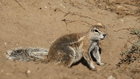 Alert African ground squirrel (Xerus inaurus), South Africa