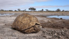 Landscape with leopard tortoise (Stigmochelys pardalis) peeking out of shell, South Africa