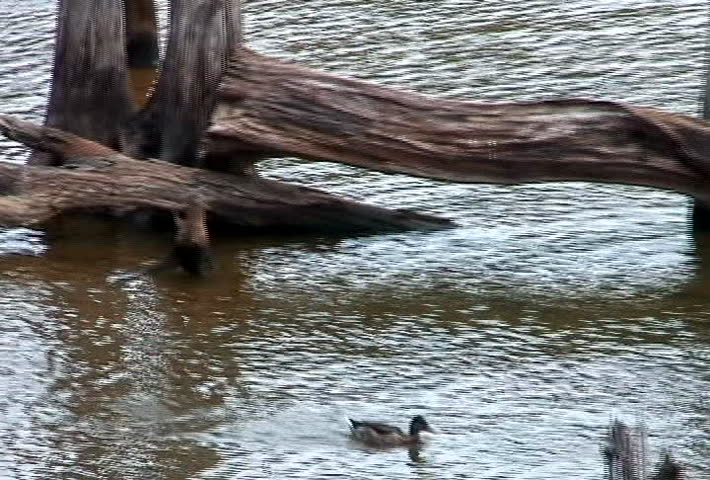 Duck Racing