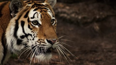 Siberian Tiger in slow motion, (Panthera tigris altaica)