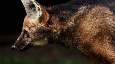 Maned wolf (Chrysocyon brachyurus) in slow motion
