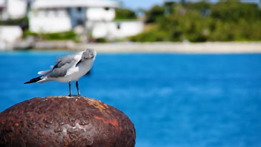 A bird suns itself on a pier.