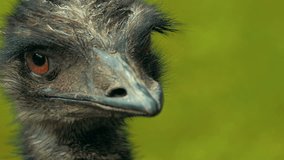 Up close and personal with an emu