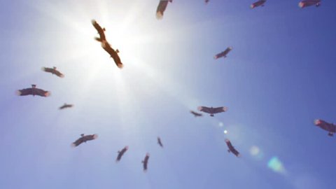 Ominous view of vultures circling overhead on a hot sunny day.
