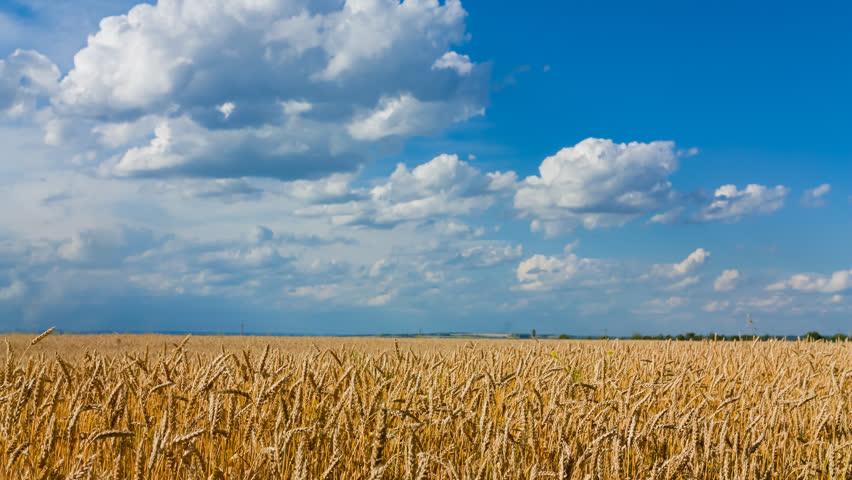 summer wheat field scene Stock Footage Video (100% Royalty-free ...