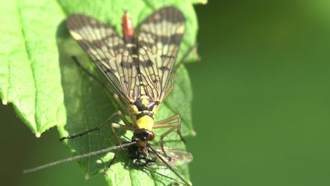 Scorpionfly eats fly insect
