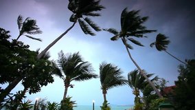 Rainy season on tropical region. Ocean shore in waiting of typhoon at the evening, Palm tree windy. Video
