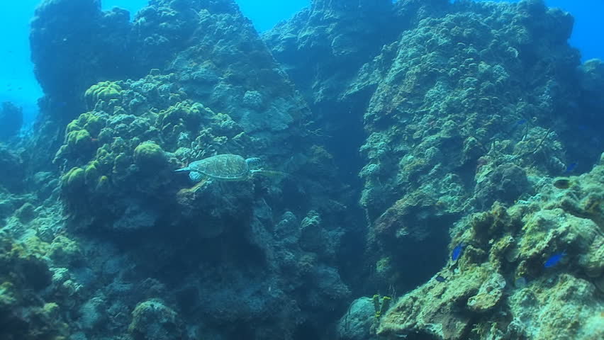 Sea turtle swimming over coral in the Caribbean sea