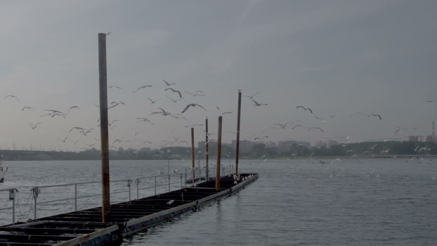 Seagulls on the pier in the morning
