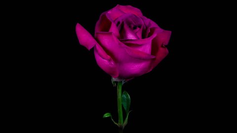Timelapse of a purple rose flower blooming and fading on black background in 4K (4096x2304)