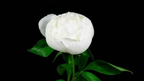 Timelapse of white peony flower blooming on black background in 4K (4096x2304)