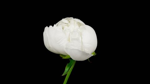 Timelapse of white peony flower blooming on black background in 4K (4096x2304)