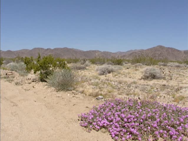 Sand Verbena (Abronia villosa) blooming in Colorado Desert, California + pan landscape with mountain crests at horizon. This is the low desert, with elevations rarely reaching above 1.000m
