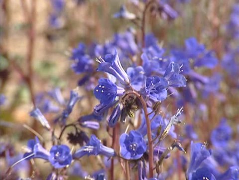 Phacelia campanularia, Desert Bluebells blooming in desert, California - medium shot. Its  native range is within the borders of California, in the Mojave and Sonoran Deserts.