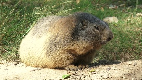 Alpine marmot (marmota marmota) near burrow starts digging with its forepaws and pushing out the sand with its hind feet. he Alpine Marmot is found in mountainous areas of central and southern Europe