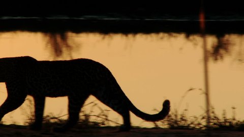 A leopard is silhouetted by the setting sun as it walks along a waterhole
