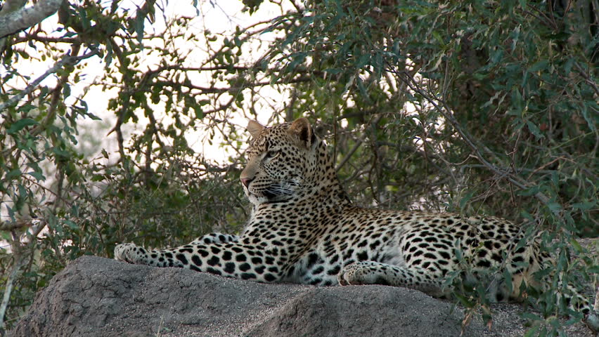 A leopard lying up on a rock ledge looks around its habitat