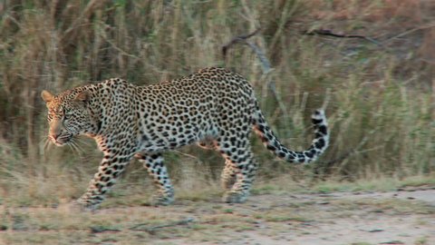A leopard walks along a waterhole, stopping before continuing on