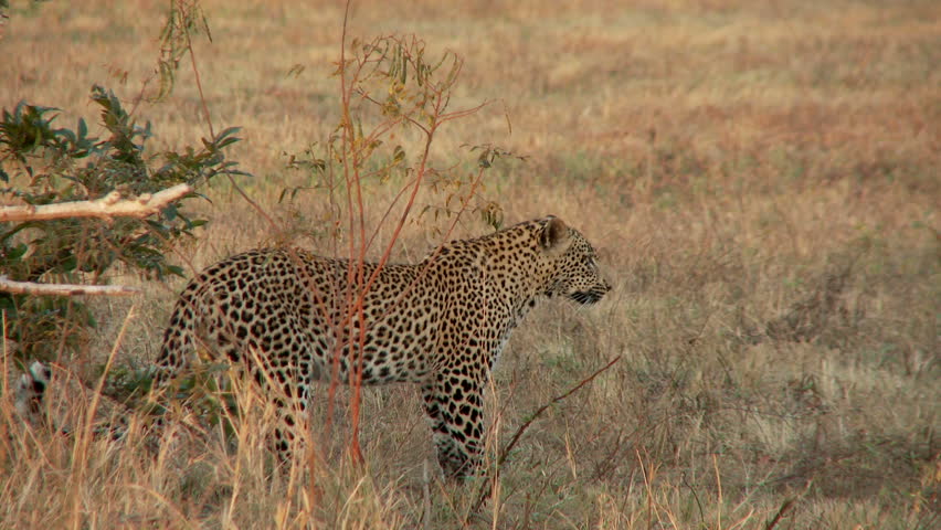 A leopard walks