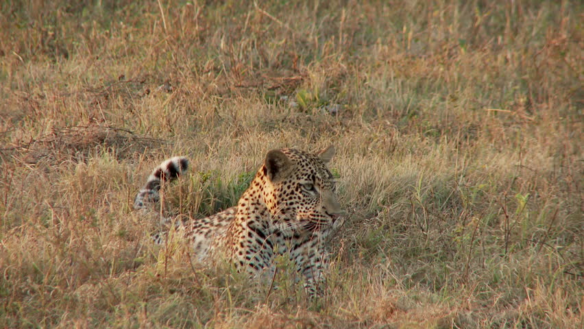 A leopard sitting on the ground gets up and walks away