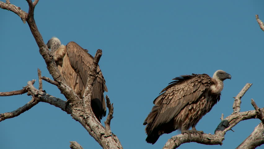 A whiteback vulture shakes its wings before flying off a dead tree branch