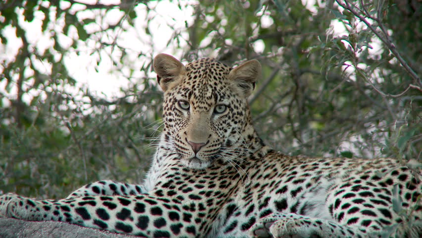 A leopard lying on a rock ledge looks about its surroundings